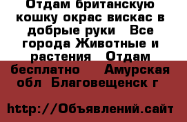 Отдам британскую кошку окрас вискас в добрые руки - Все города Животные и растения » Отдам бесплатно   . Амурская обл.,Благовещенск г.